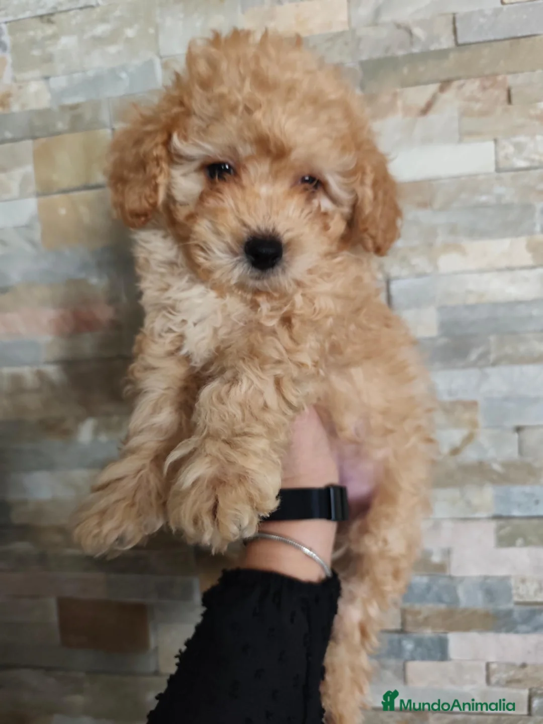Raza Mixta perros en venta: Ultimo caniche toy en Madrid - Anuncio 1