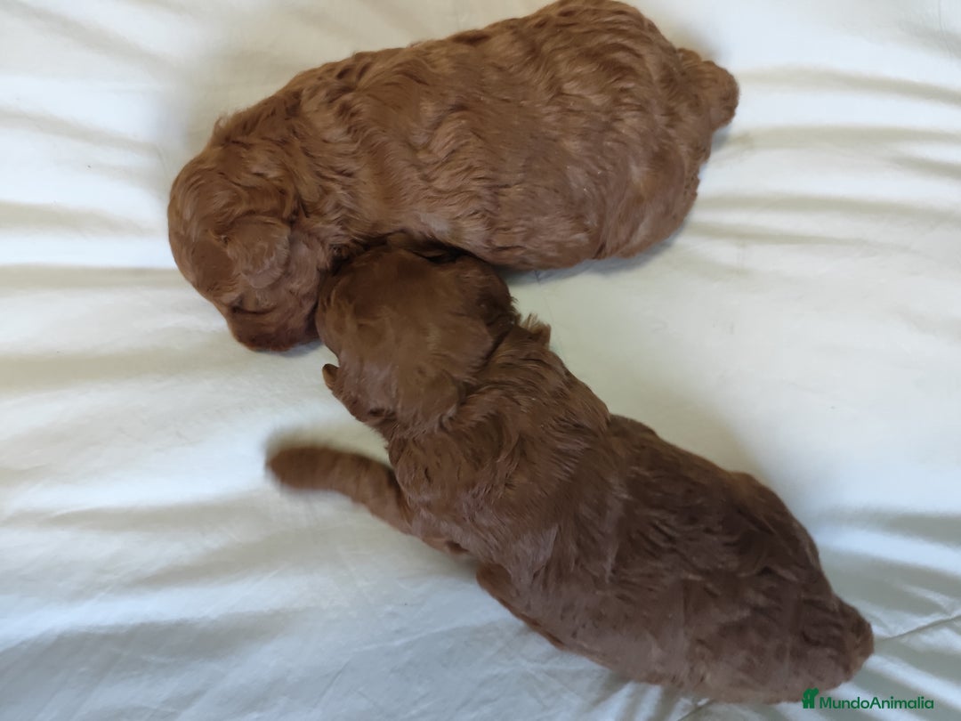 Caniche Toy perros en venta: Caniche rojo  - Imagen 3