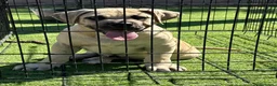 Presa Canario perros en venta: Cachorro de presa canario  - Anuncio 4
