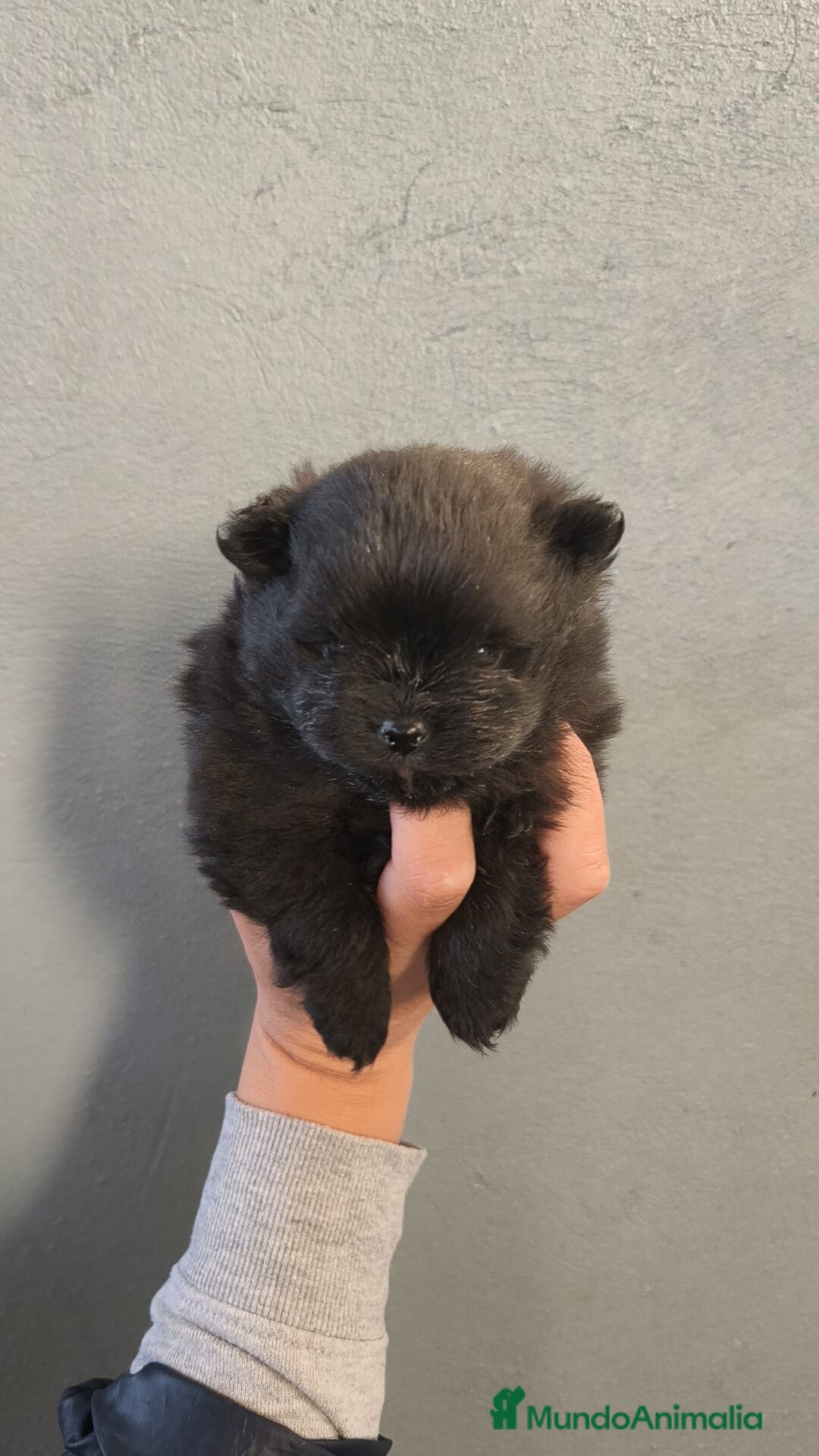 Pomerania perros en venta: Lulú Pomerania hembra  - Anuncio 2