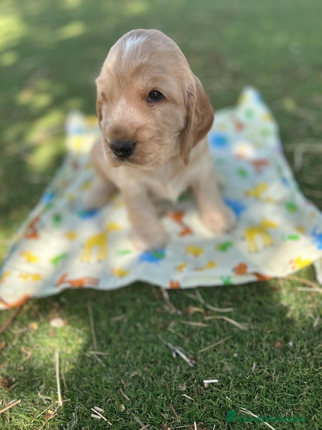 Cocker Spaniel Inglés perros en venta: Cocker spaniel top del Valle  - Imagen 3
