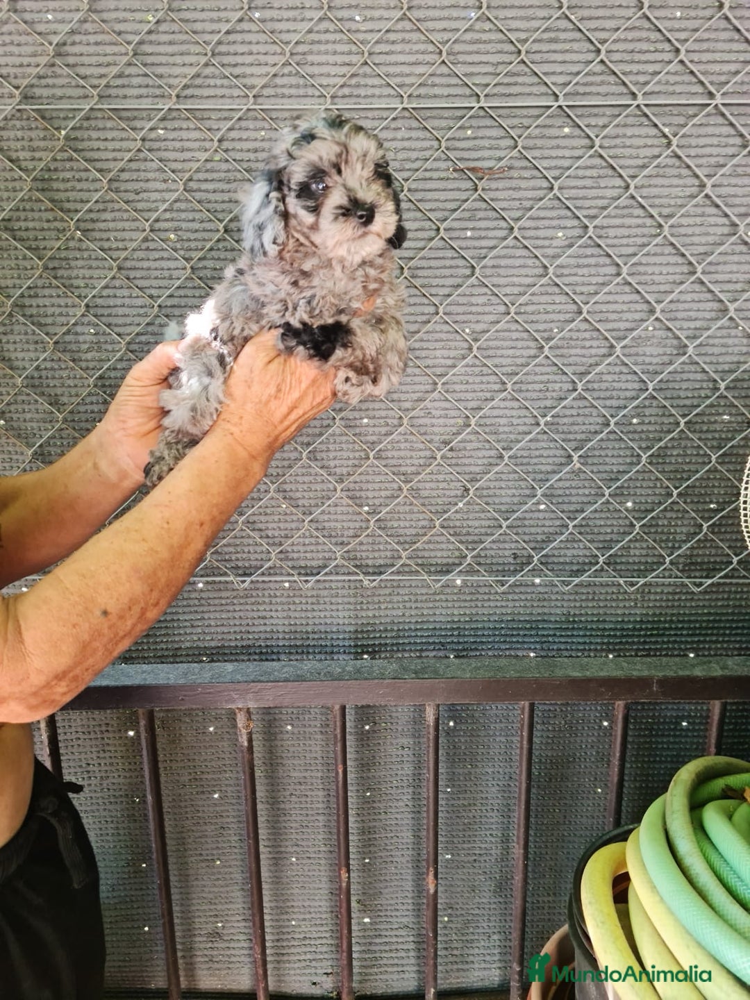 Caniche Toy perros en venta: Hembra caniche toys  - Imagen 4