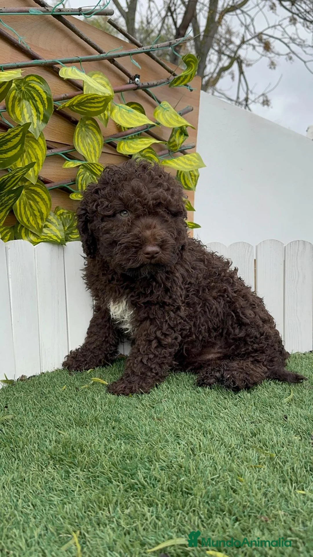 Perro de Agua Español perros en venta: PERRO DE AGUA HEMBRAS - Anuncio 12