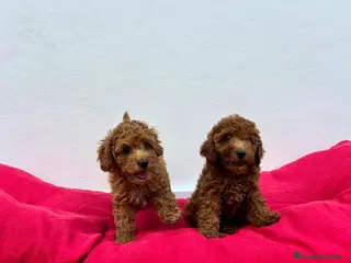 Caniche Toy perros Caniche toy asiatico - Anuncio 8
