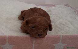 Caniche Toy perros en venta: Cachorros caniche toy rojos - Imagen 8