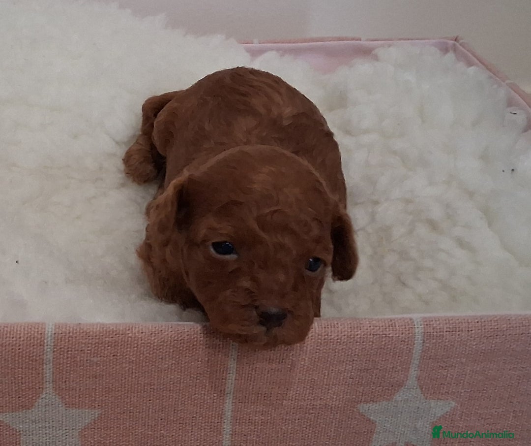 Caniche Toy perros en venta: Cachorros caniche toy rojos - Imagen 8