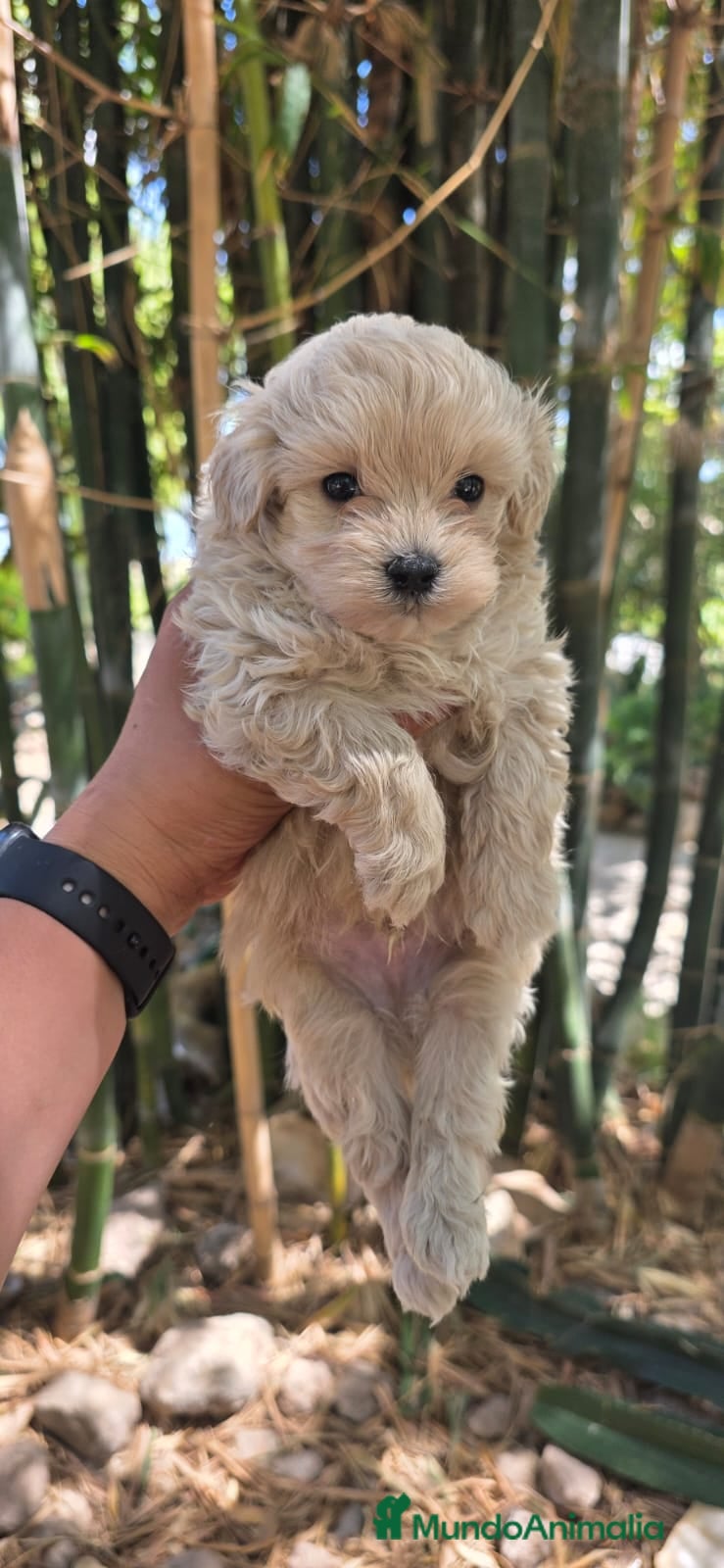 Maltipoo perros Maltipoo toy - Anuncio 1