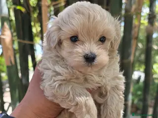 Maltipoo perros en venta: Maltipoo toy - Anuncio 2