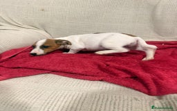 Jack Russell Terrier perros en venta: Jack Russell hembras - Anuncio 3