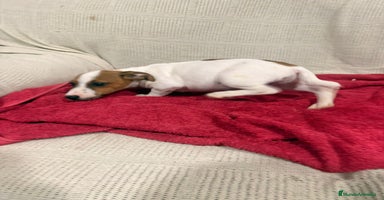 Jack Russell Terrier perros Jack Russell hembras - Anuncio 6
