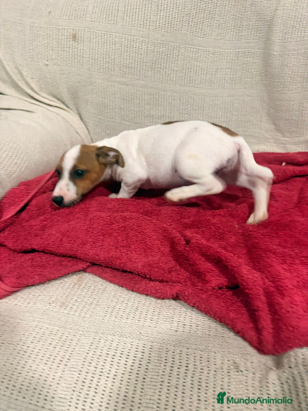 Jack Russell Terrier perros en venta: Jack Russell hembras - Anuncio 3