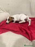 Jack Russell Terrier perros Jack Russell hembras - Anuncio 8