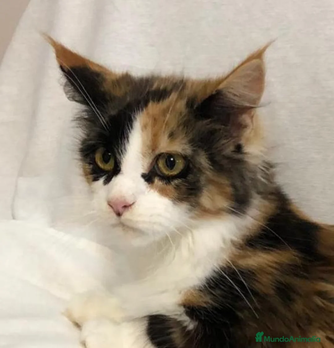 Maine Coon gatos en venta: Maine Coon Hembras - Anuncio 15