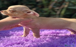 Chihuahua perros en venta: Chihuahua toy  - Imagen 5