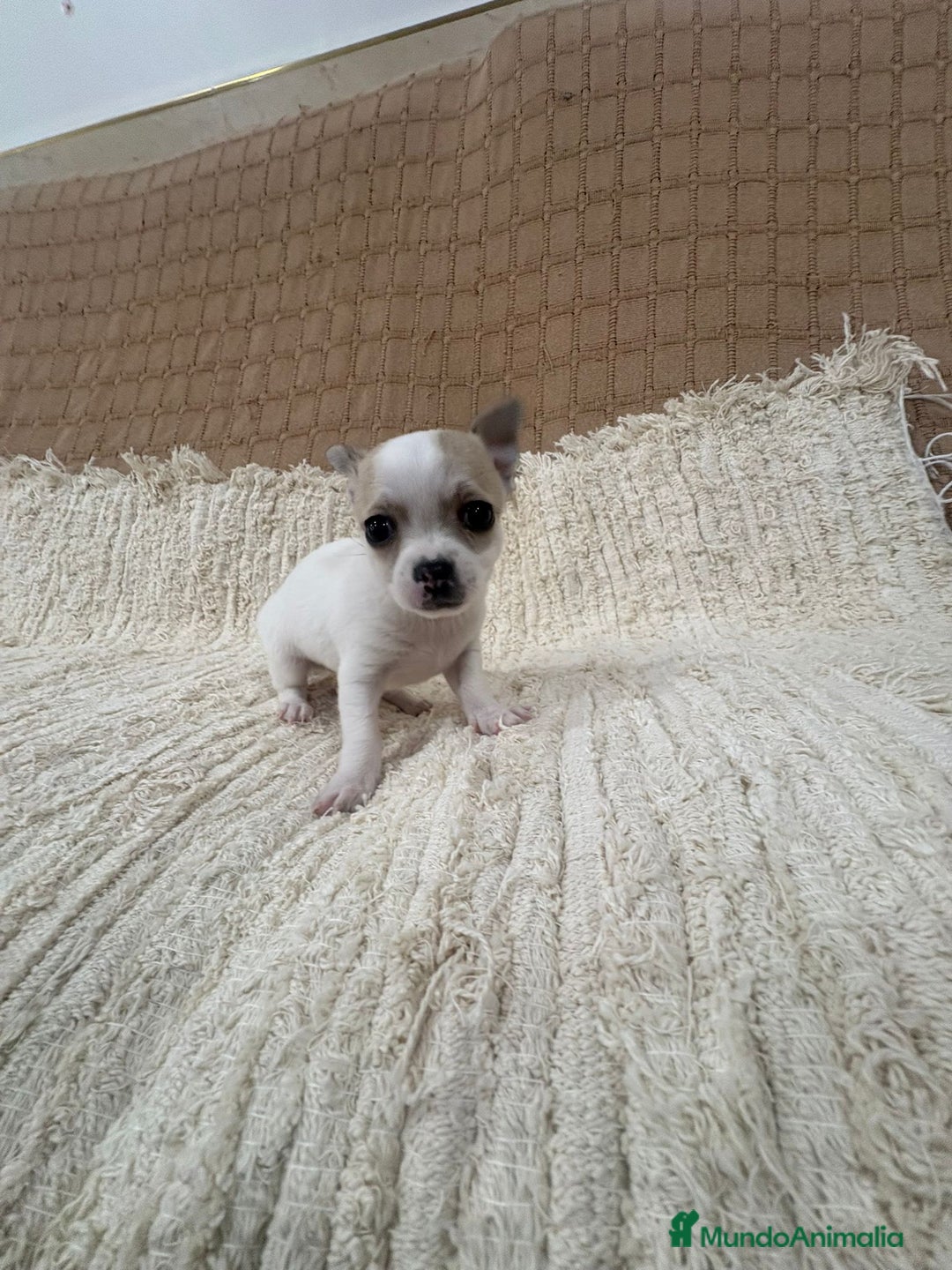 Chihuahua perros en venta: Chihuahua toy - Anuncio 9