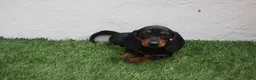 Teckel Miniatura perros en venta: Teckel miniatura  - Anuncio 4