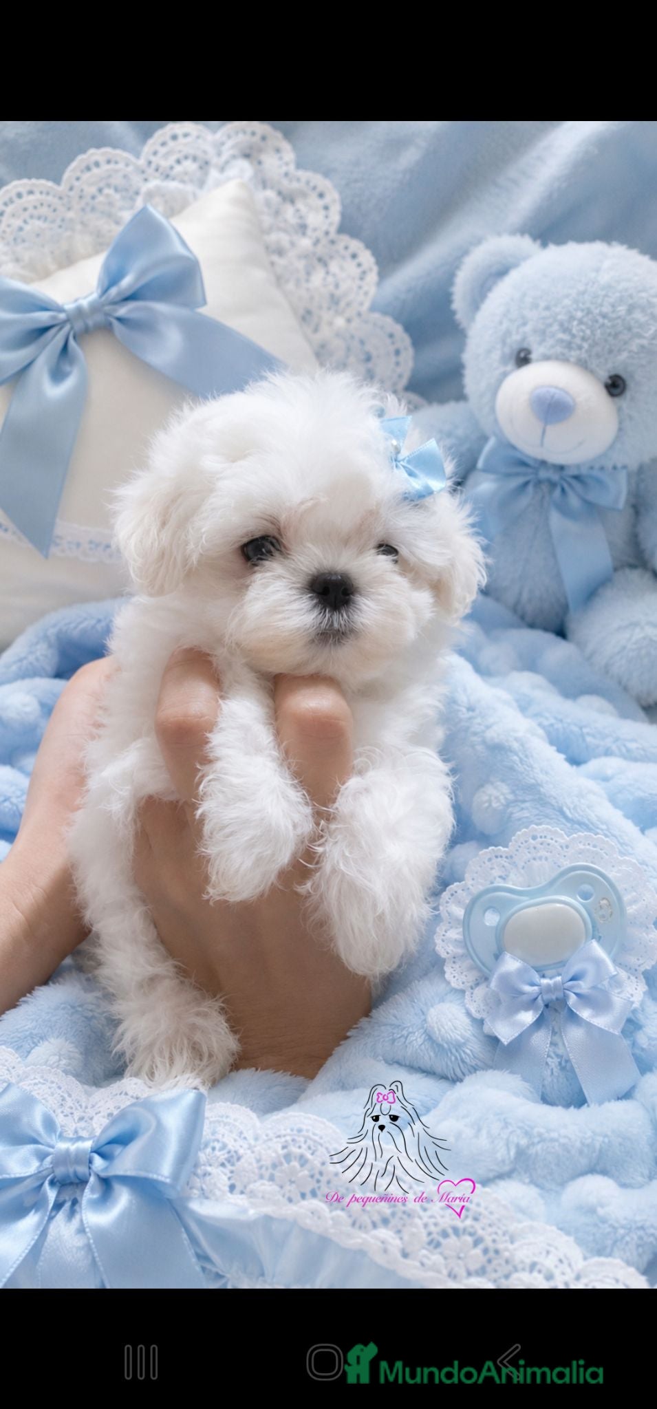 Bichón Maltés perros BICHON MALTES COREANO MINIATURA MÁXIMA CALIDAD  - Anuncio 1