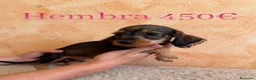 Teckel Miniatura perros en venta: Teckel minis de máxima calidad  - Anuncio 2