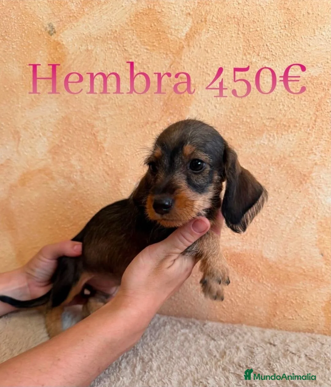 Teckel Miniatura perros en venta: Teckel minis de máxima calidad  - Anuncio 2