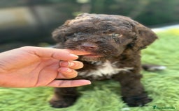 Perro de Agua Español perros en venta: Perro de agua chocolate - Imagen 1