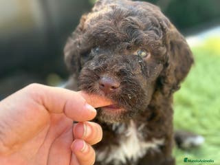 Perro de Agua Español perros Perro de agua chocolate - Anuncio 11