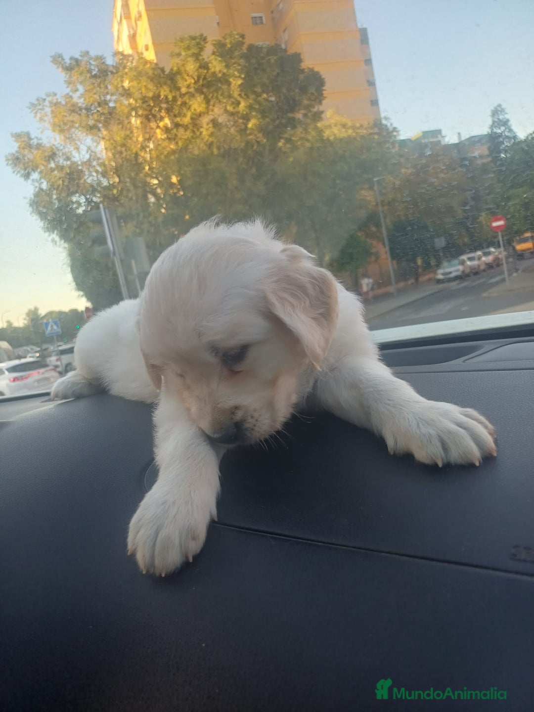 Golden Retriever perros en venta: Macho de golden retriever espectacular  - Imagen 3