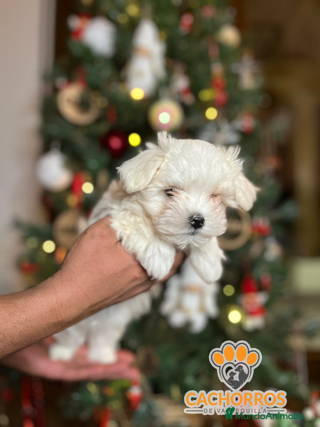 Bichón Maltés perros en venta: Bichón maltés  - Anuncio 4