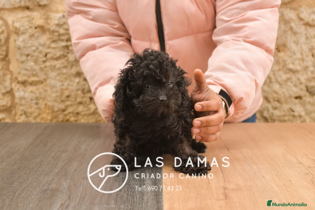 Caniche Enano perros en venta: Hembras de caniche color negro - Anuncio 6