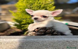 Chihuahua perros en venta: Chihuahua cabeza Manzana  - Anuncio 6