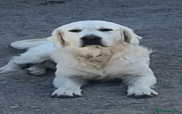 Golden Retriever perros en venta: Cachorros golden con pedigree  - Anuncio 5