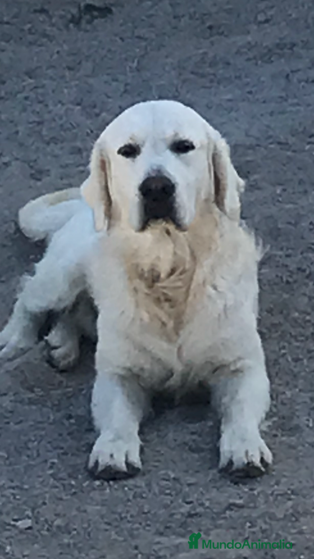 Golden Retriever perros en venta: Cachorros golden con pedigree  - Anuncio 5