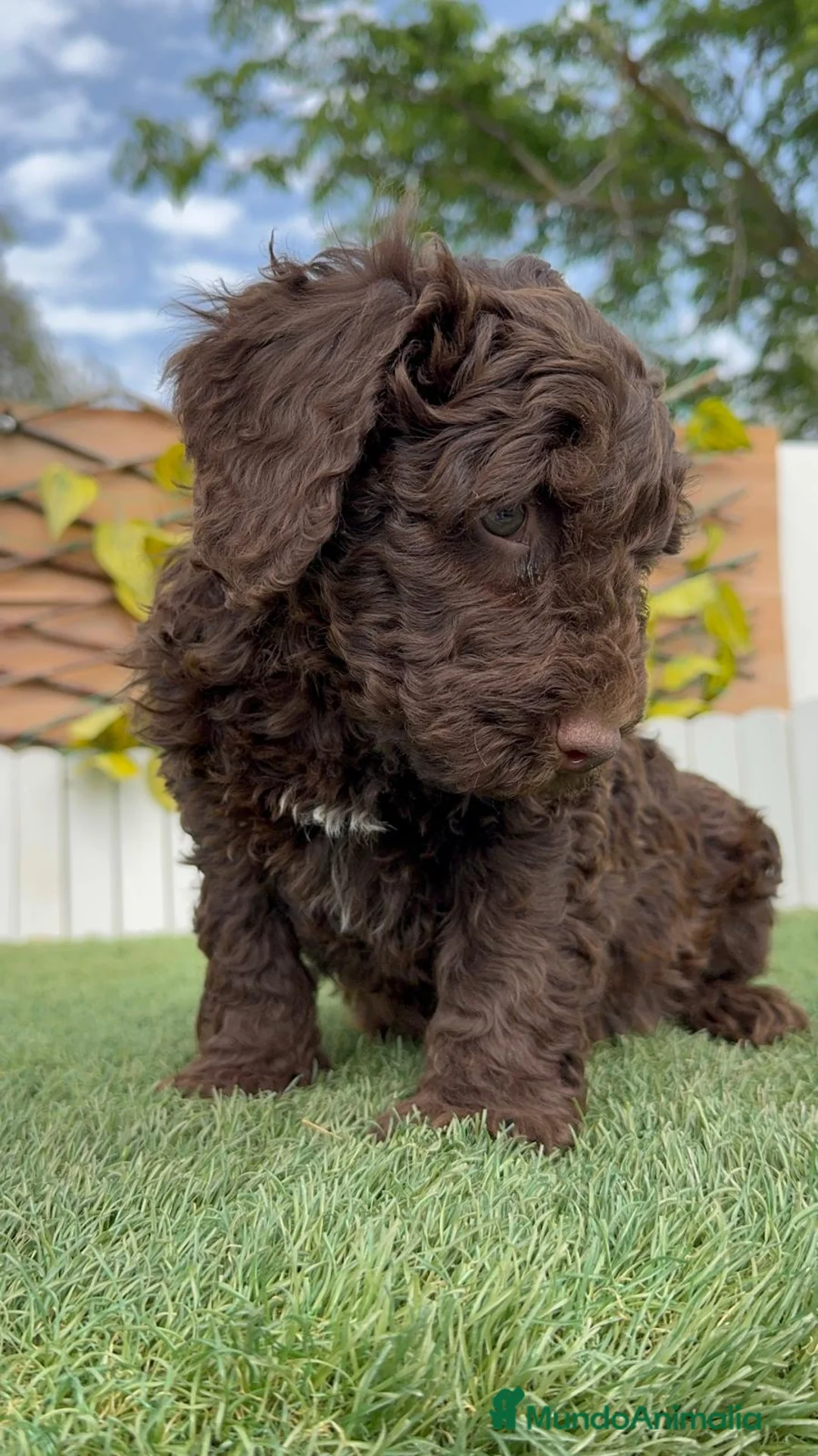 Perro de Agua Español perros en venta: PERRO DE AGUA  - Anuncio 2