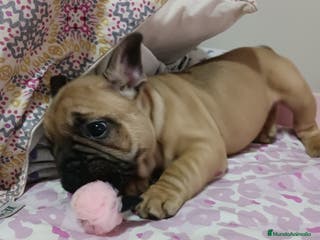 Bulldog Francés perros Bulldog frances - Anuncio 3
