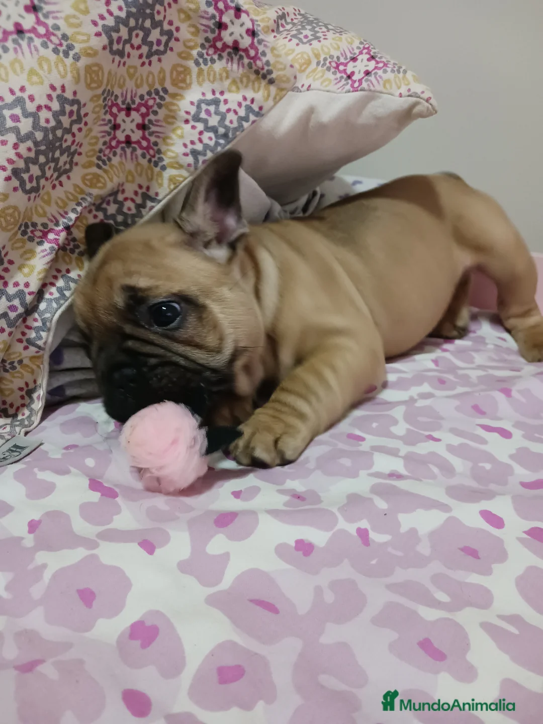 Bulldog Francés perros en venta: Bulldog frances  - Anuncio 1