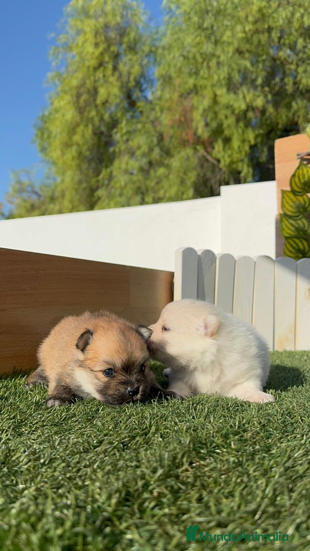 Pomerania perros en venta: POMERANIAS HEMBRAS - Imagen 8