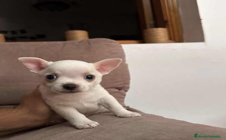 Chihuahua perros - Anuncio 15