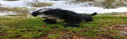 Perro de Agua Español perros en venta: 🐾 CACHORROS DE PERRO DE AGUA ESPAÑOL 🐾 - Anuncio 10