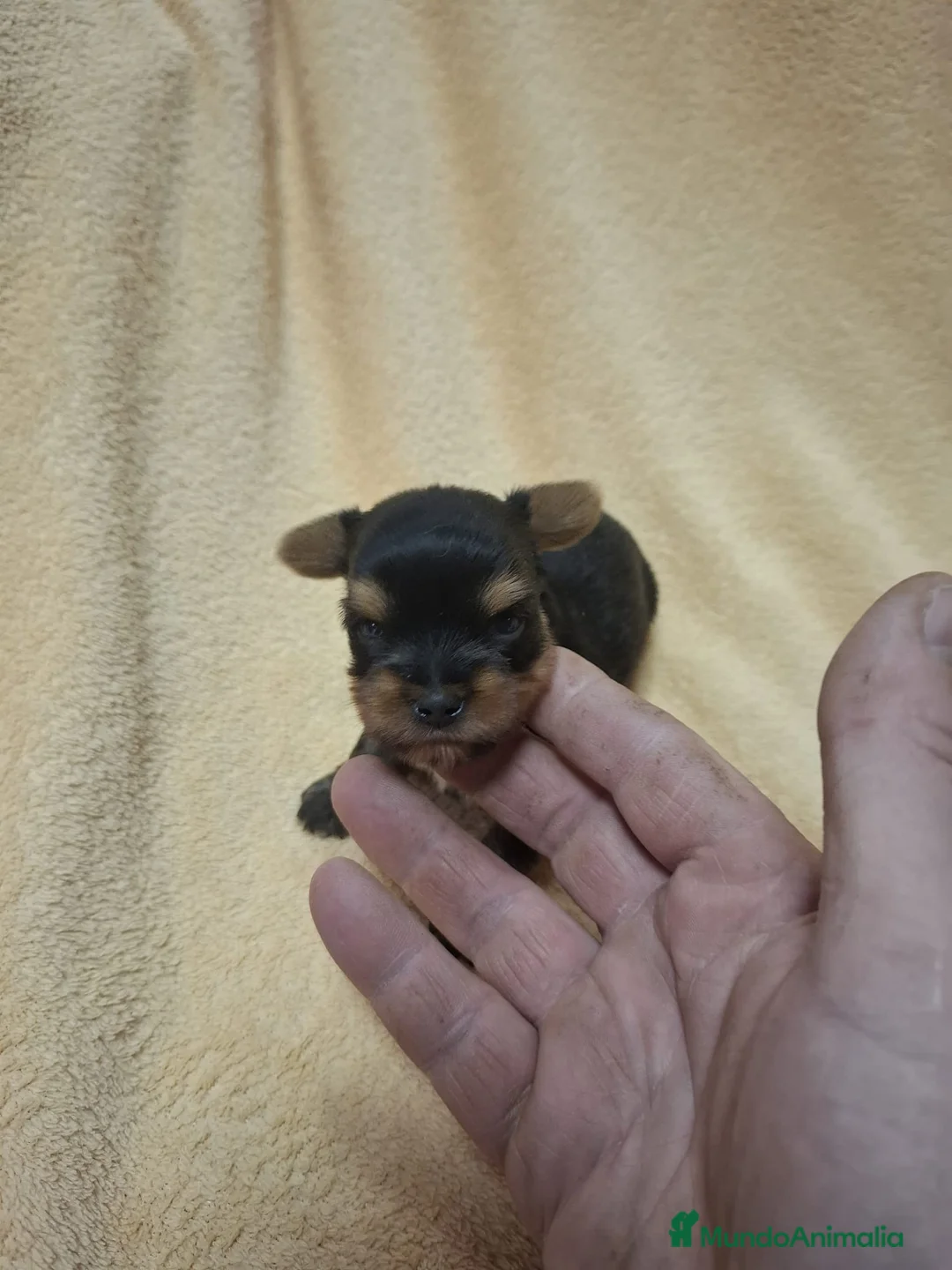 Yorkshire Terrier perros en venta: Espectacular camada de Yorkshire toys! - Anuncio 1