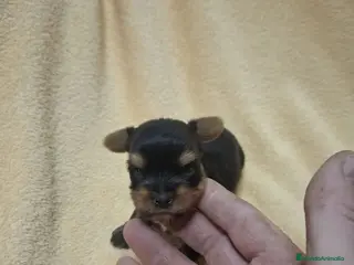 Yorkshire Terrier perros Espectacular camada de Yorkshire toys! - Anuncio 1