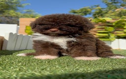 Perro de Agua Español perros en venta: PERRO DE AGUA HEMBRA - Imagen 16