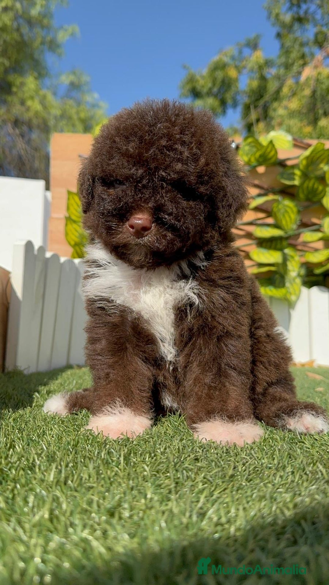 Perro de Agua Español perros en venta: PERRO DE AGUA HEMBRA - Imagen 16