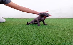 Pequeño Lebrel Italiano perros en venta: PICCOLO BLUE-OJOS AZULES - Anuncio 8