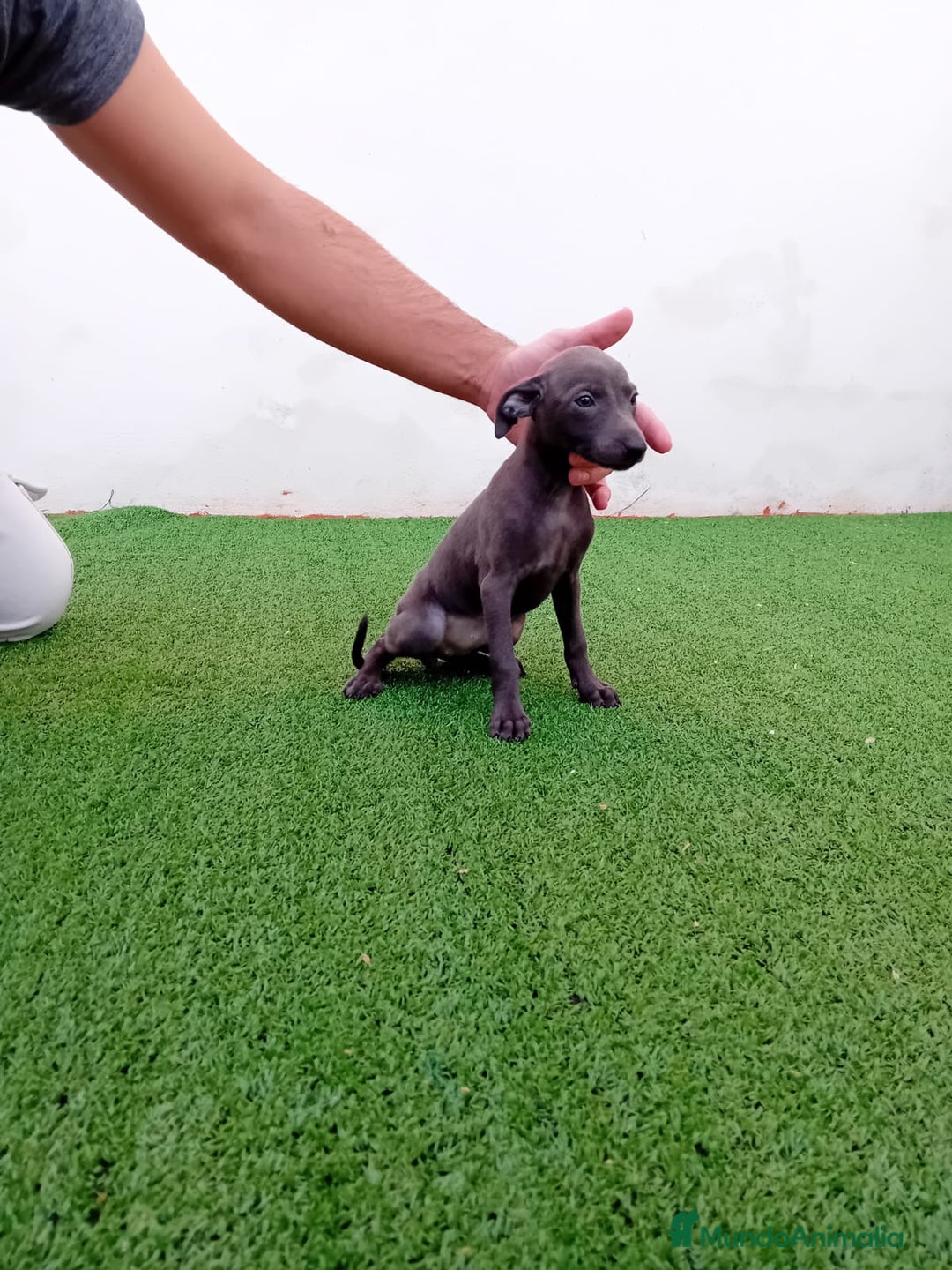 Pequeño Lebrel Italiano perros en venta: PICCOLO BLUE-OJOS AZULES - Anuncio 8