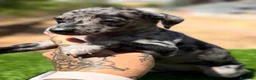Pequeño Lebrel Italiano perros en venta: PICCOLO LEBREL ITALIANO MERLÉ  - Anuncio 1
