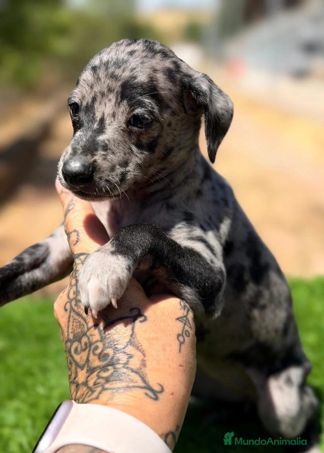 Pequeño Lebrel Italiano perros en venta: PICCOLO LEBREL ITALIANO MERLÉ  - Anuncio 1