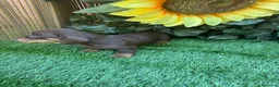 Teckel Miniatura perros en venta: Teckel miniatura kanichen color chocolate  - Anuncio 4