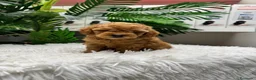 Caniche Toy perros en venta: CANICHE TOY-MUY PEQUEÑITO - Anuncio 24