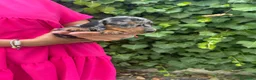 Teckel Miniatura perros en venta: teckel arlequin  - Anuncio 1