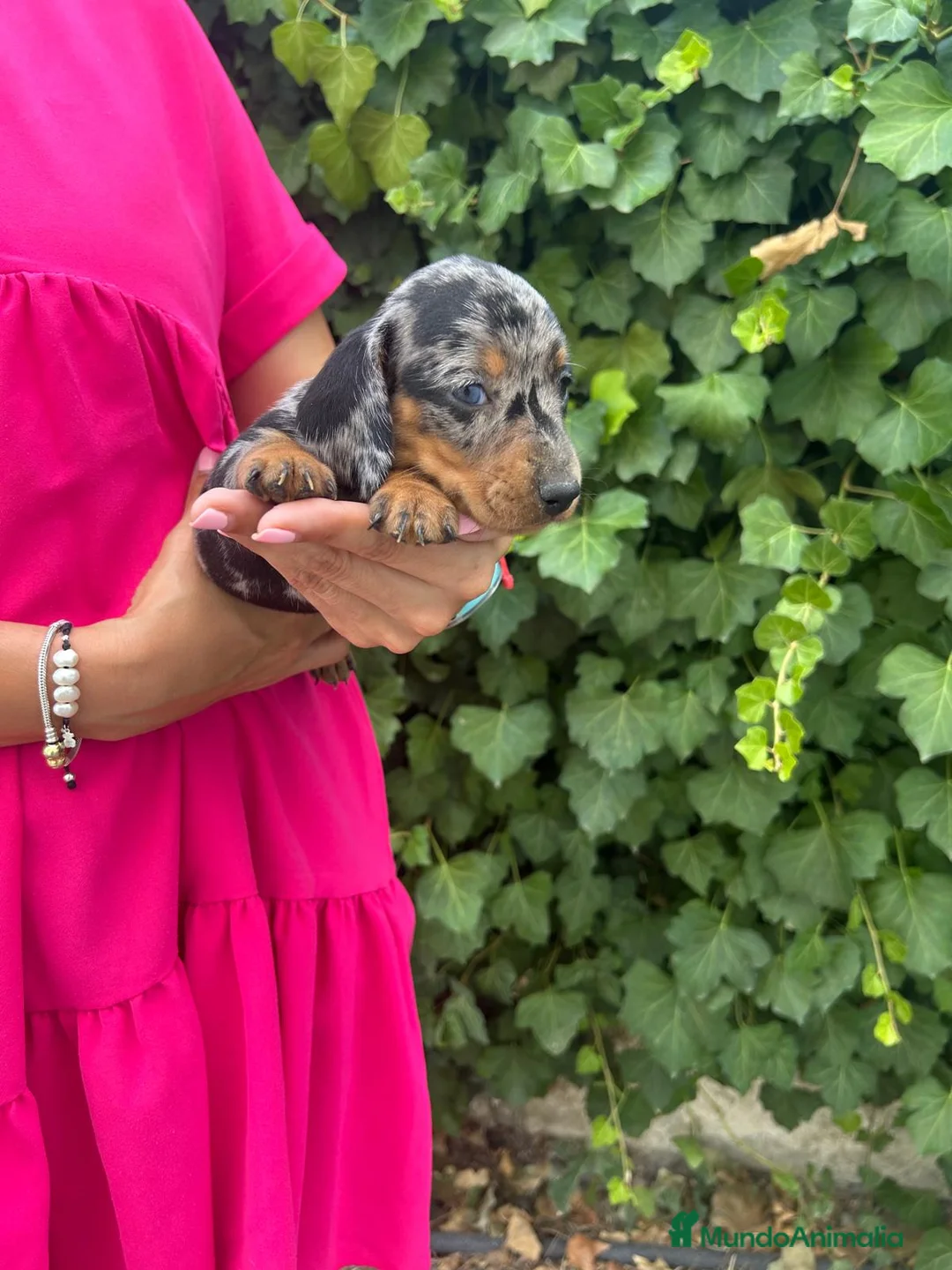 Teckel Miniatura perros en venta: teckel arlequin  - Anuncio 1
