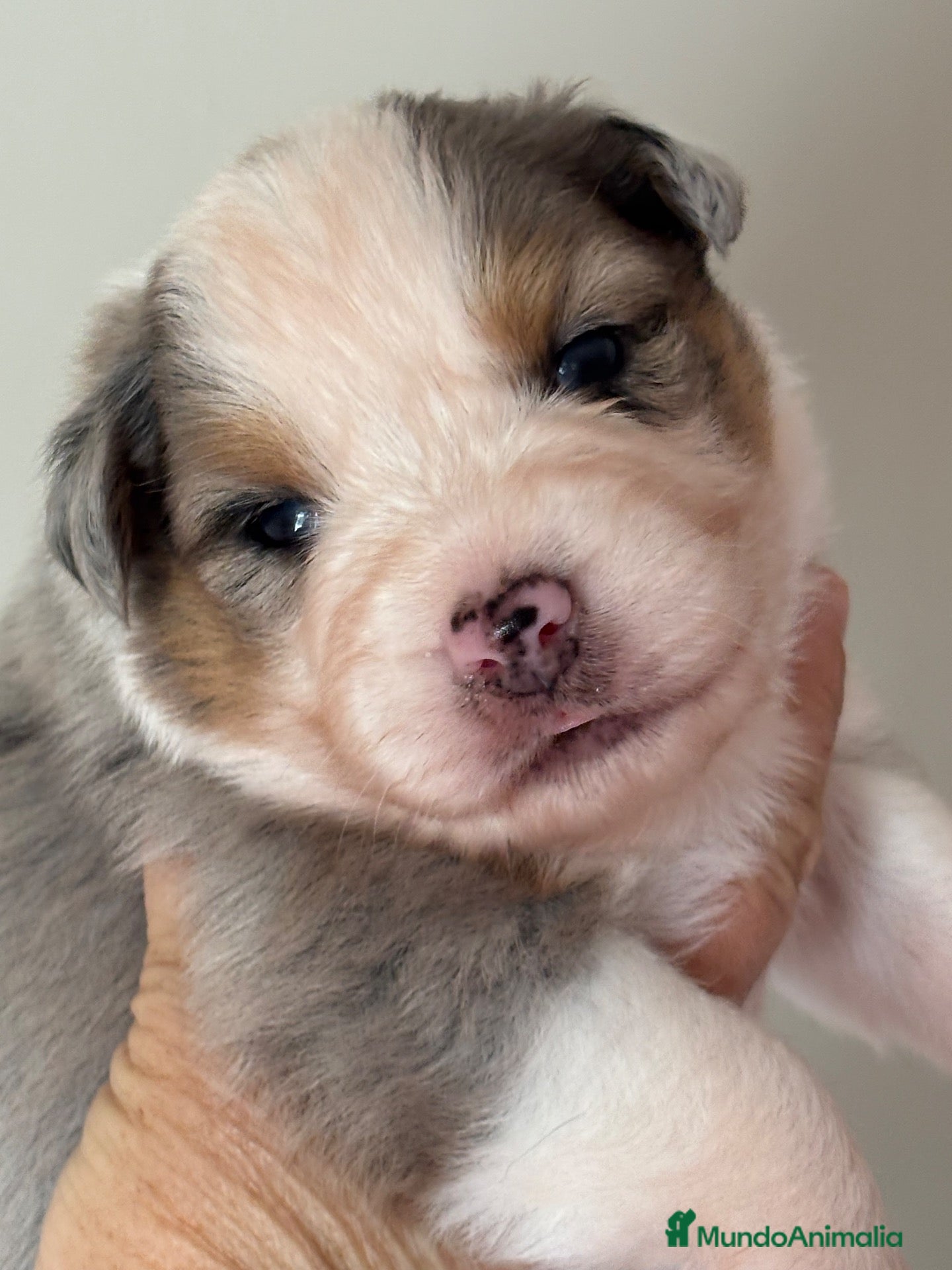 Pastor Australiano perros en venta: Pastor australiano camada - Anuncio 6